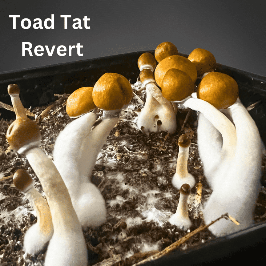 Toad Tat Psilocybin Cubensis Mushroom Culture Syringe (Revert)
