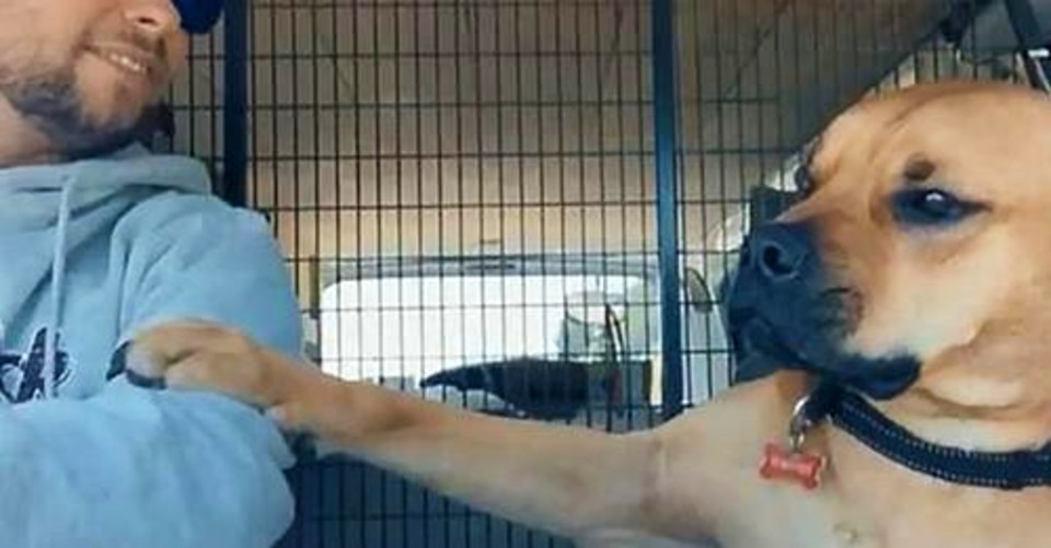 Newly adopted from the shelter, a dog thanks to his new owner! FULL