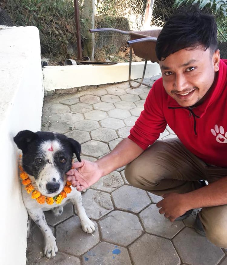 Street Dog Rescue in Nepal 10 Organizations to Call for Help ⋆ Full