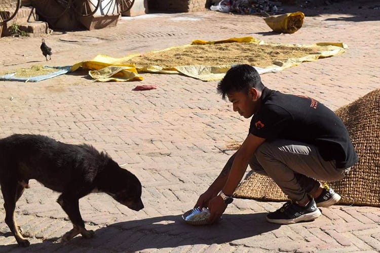Street Dog Rescue in Nepal 10 Organizations to Call for Help ⋆ Full