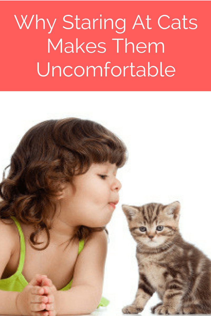 Cat Behavior Don't Stare At Me!