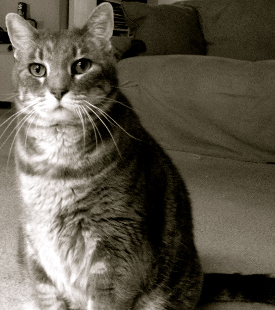 Cat Story Faith, The Brave Church Cat