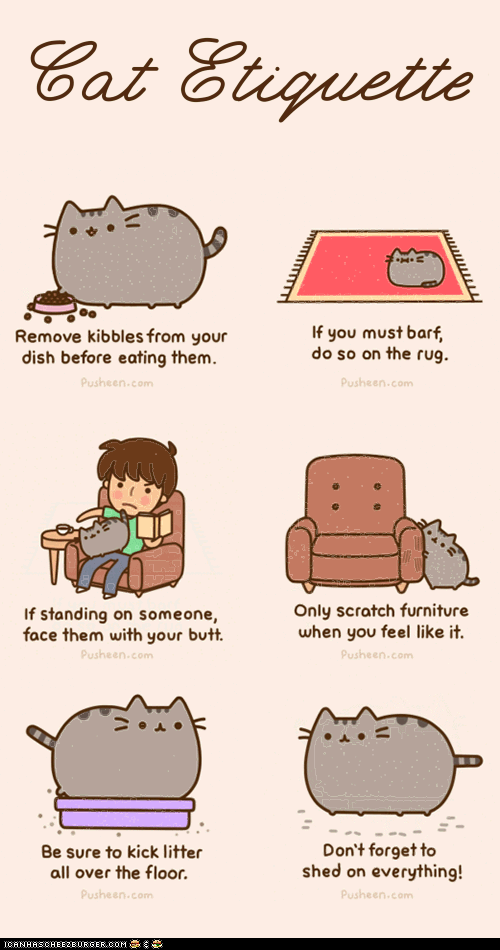 Cat Humor Cat Etiquette