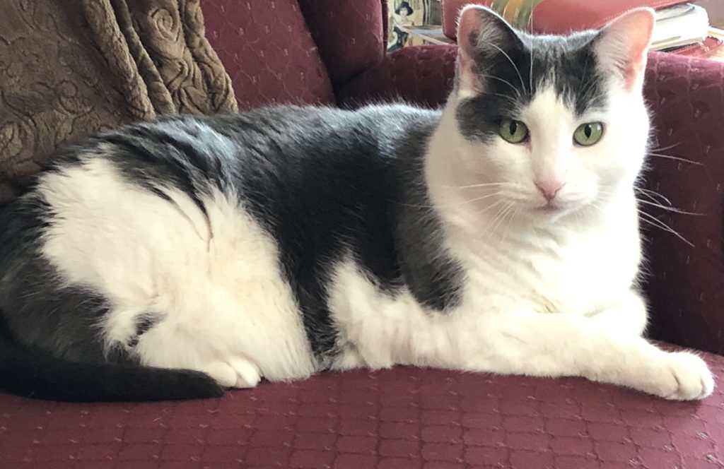 How To Take Good Pictures Of Cats