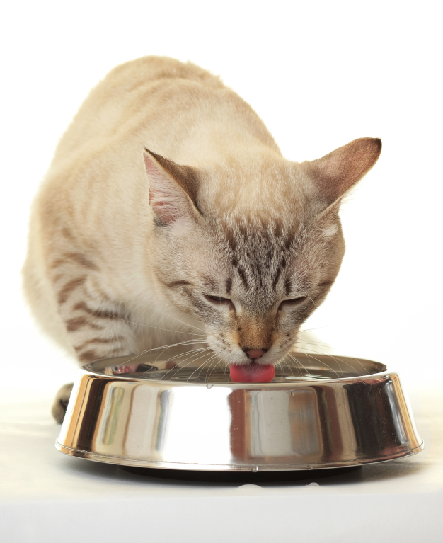 5 Tips To Boost Cat Water Consumption