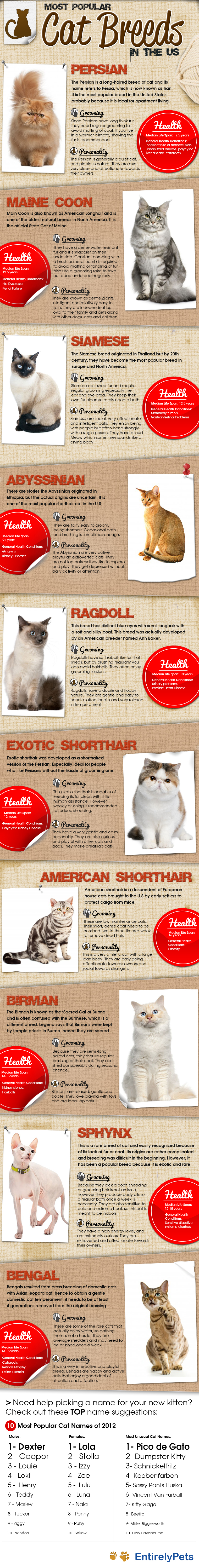 Most Popular Cat Breeds In The US (Infographic)