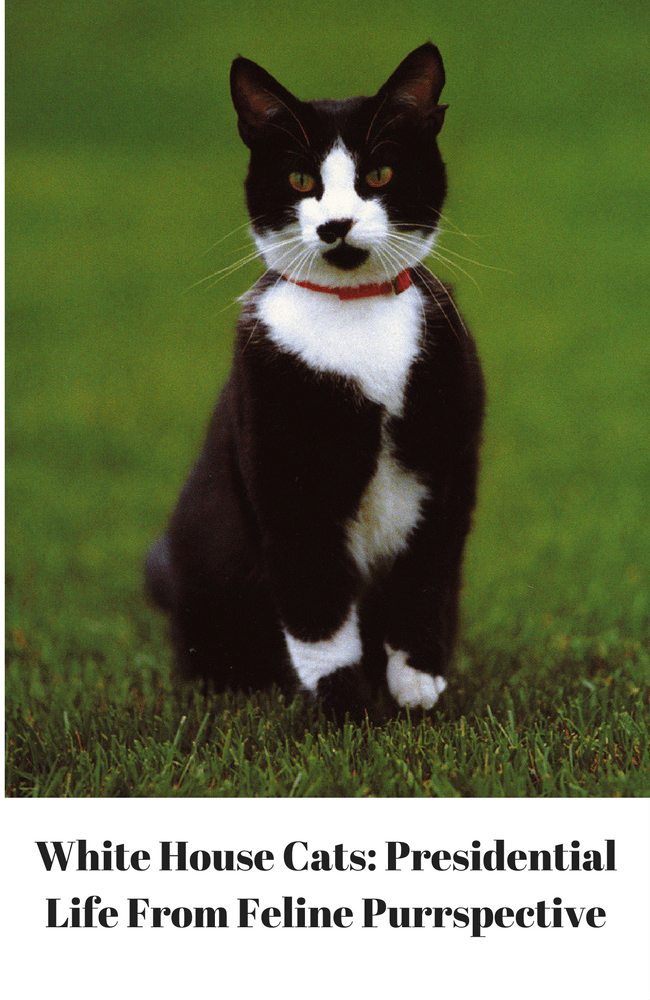 White House Cats Presidential Life From Feline Purrspective Fully Feline