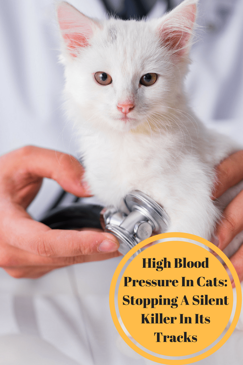 High Blood Pressure In Cats How to Stop It In Its Tracks Fully Feline
