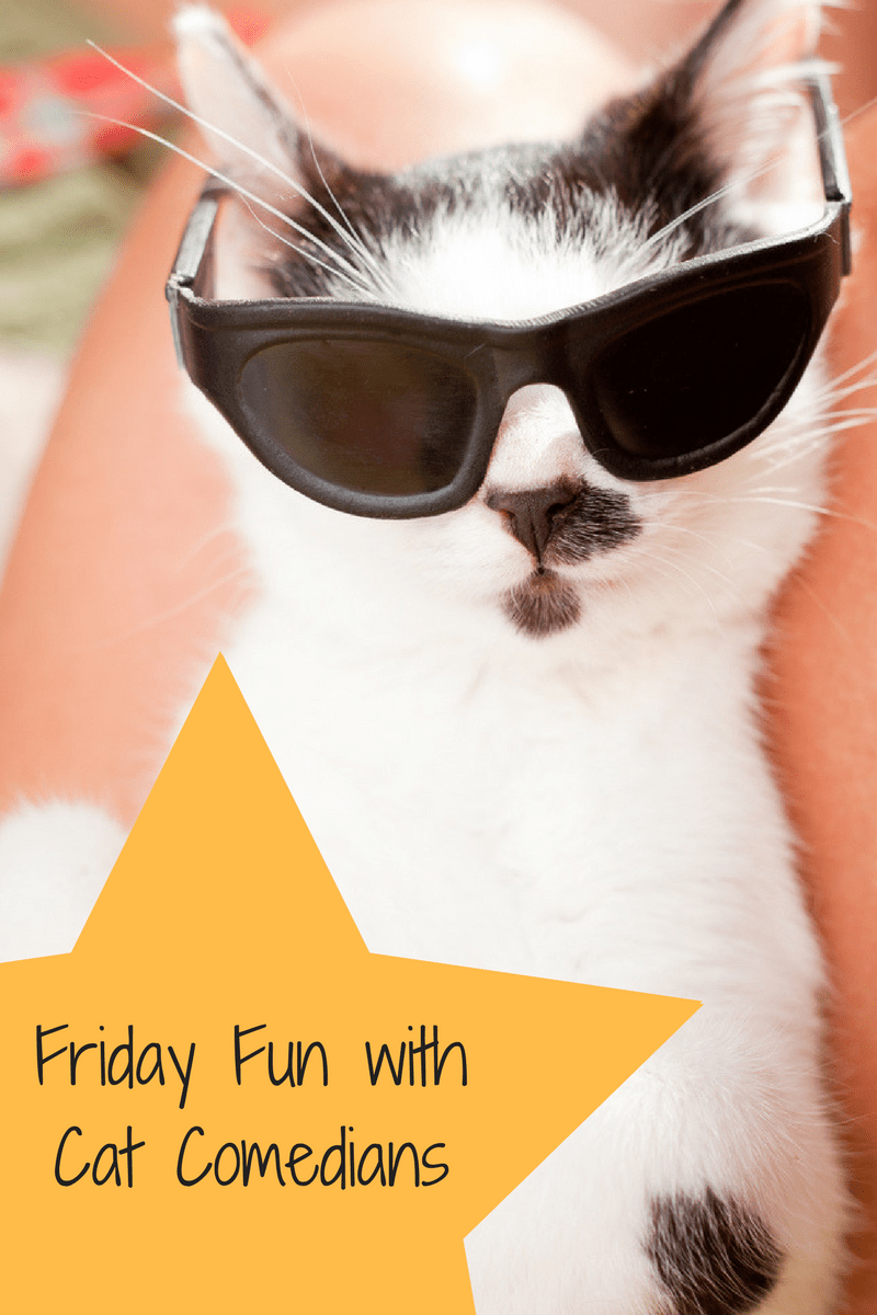 Friday Fun Time For Cat Comedians Fully Feline