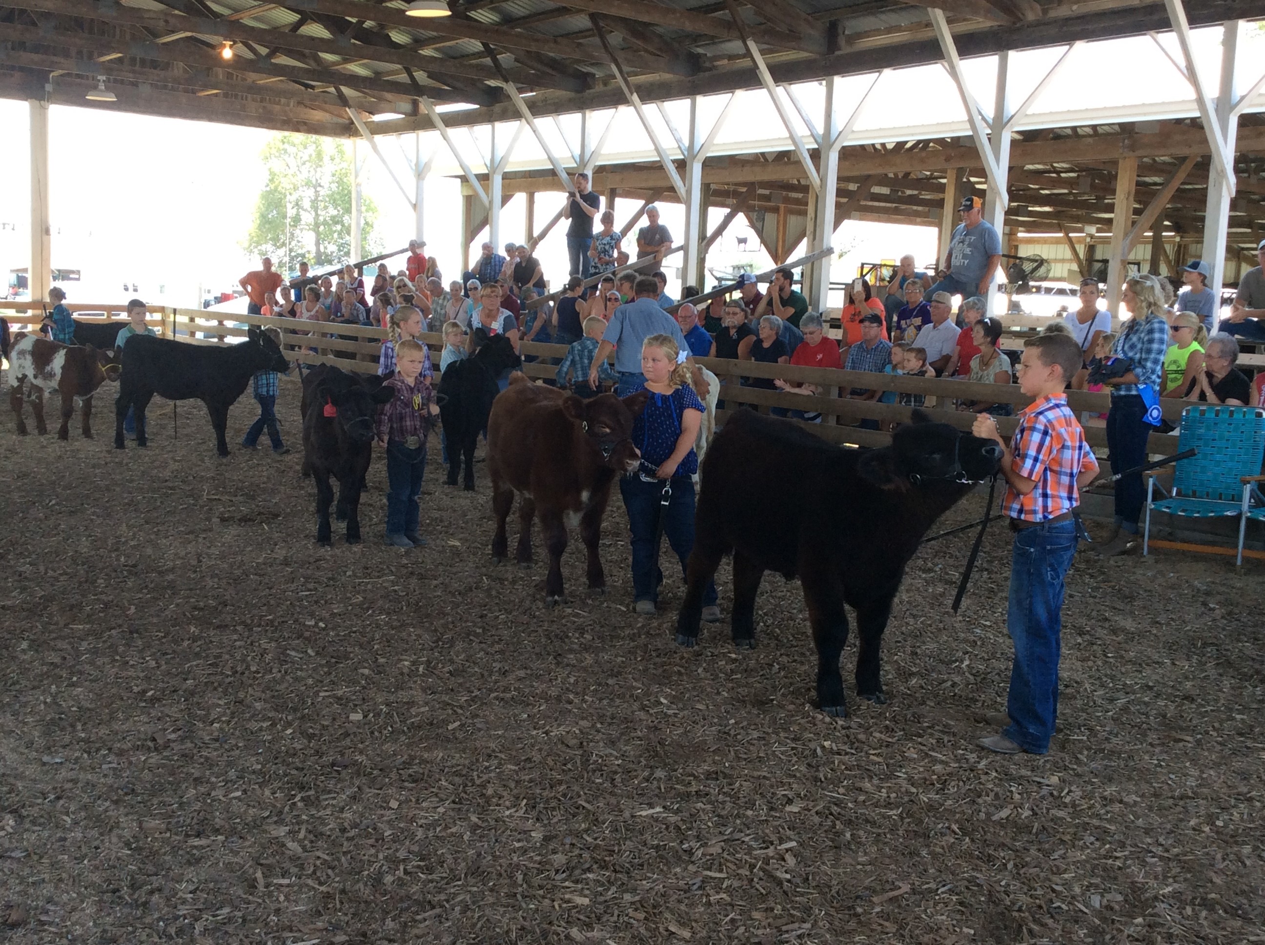 2016 Fulton County Illinois Fair Bucket Calf Show Fulton County