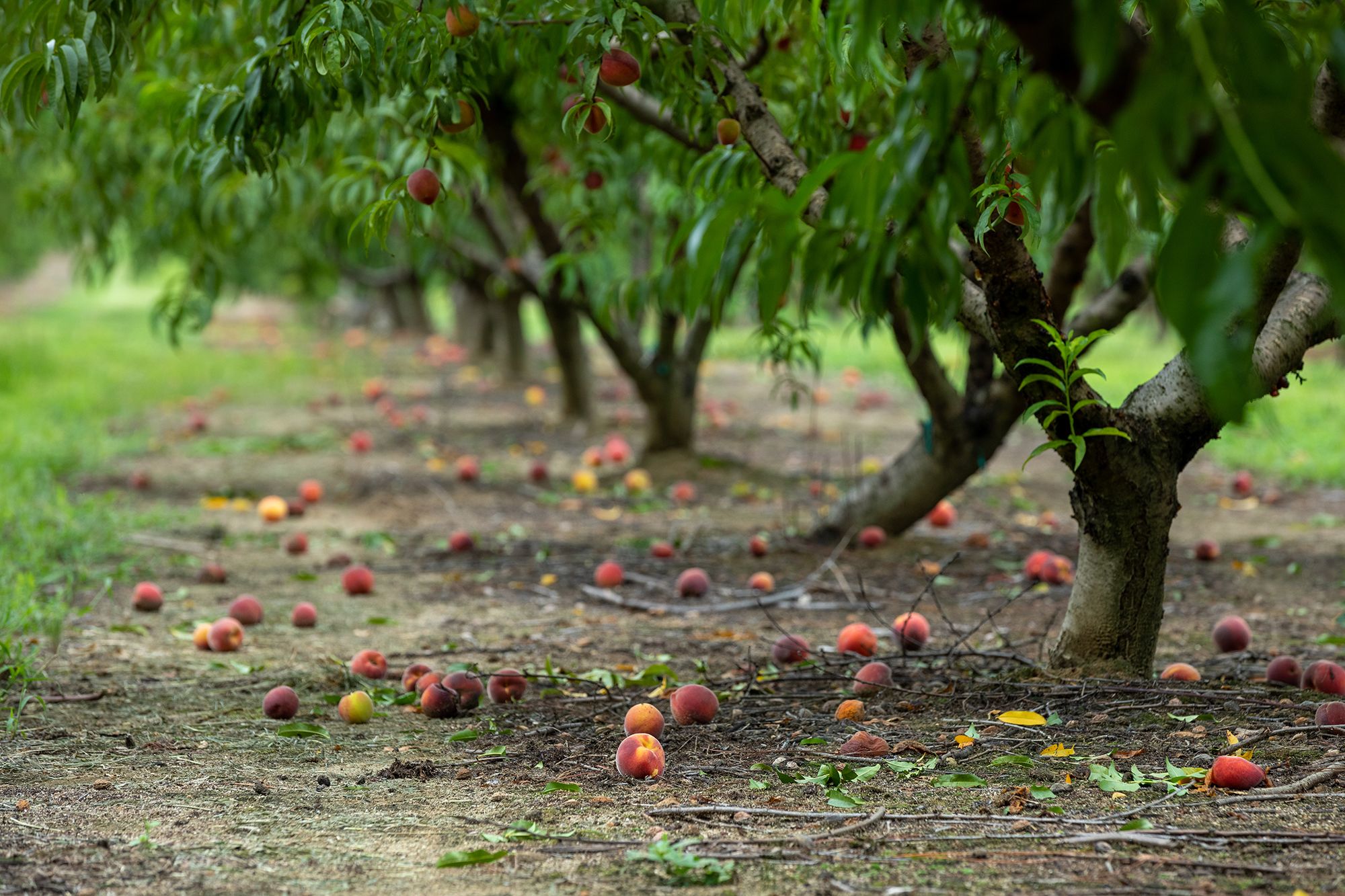 is out of peaches. Here’s why, and how locals are coping