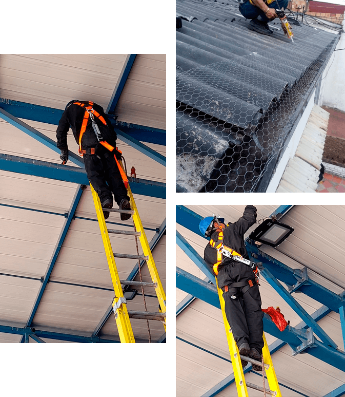 Control de palomas Fumiservice