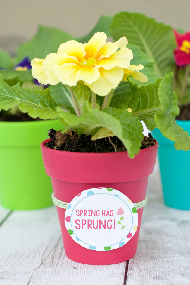 Spring Flowers Gift Ideas FunSquared