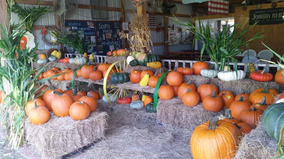 15 Amazing Corn Mazes &Pumpkin Patches in Florida!