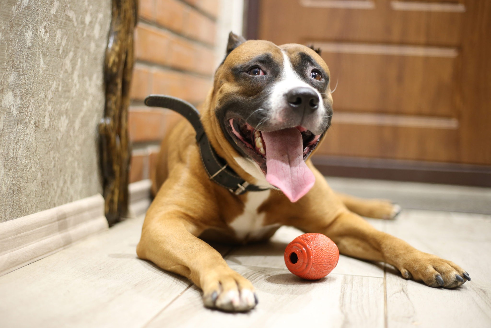 Top 6 Best Toys To Keep Dog Really Busy While At Work