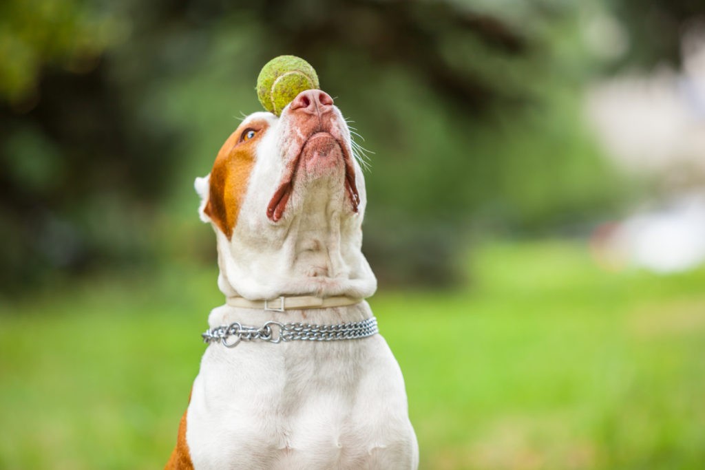 7 Best Dog Ball Launcher Of 2021 Automatic Tennis Throwers