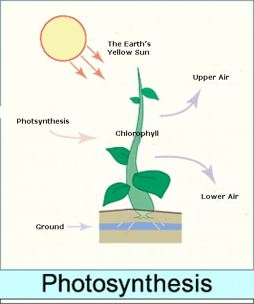Photosynthesis