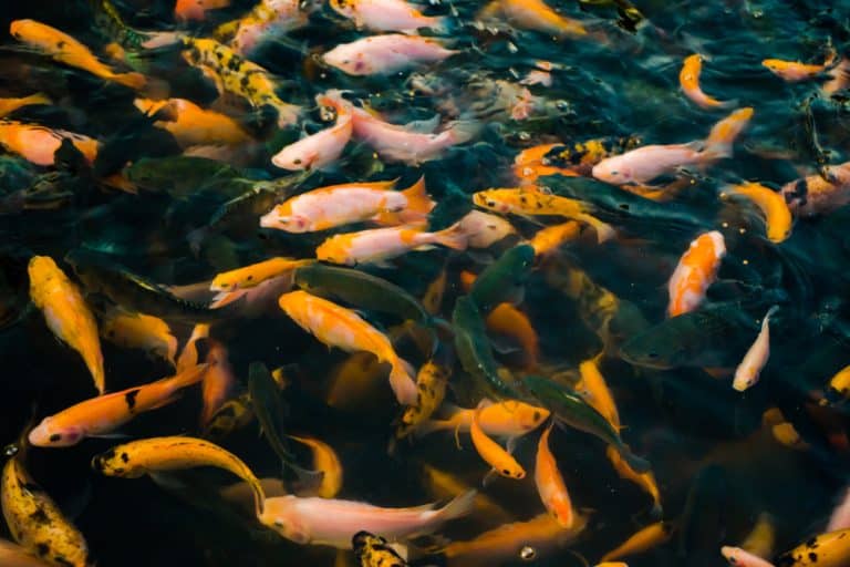 Wild Tilapia vs Farm Raised Tilapia Which Is Better? FuncFish