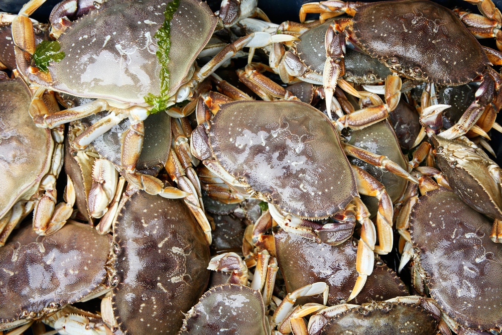 How To Keep Dungeness Crabs Alive After Fishing? 3 Tips FuncFish