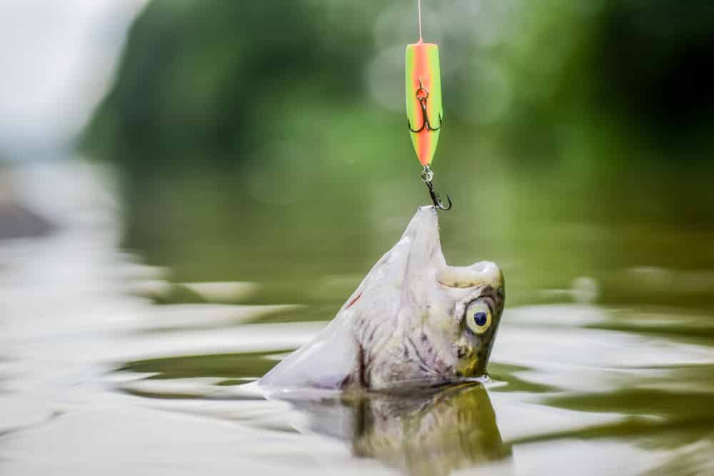 3 Tips For How To Keep Fish From Swallowing Hook FuncFish