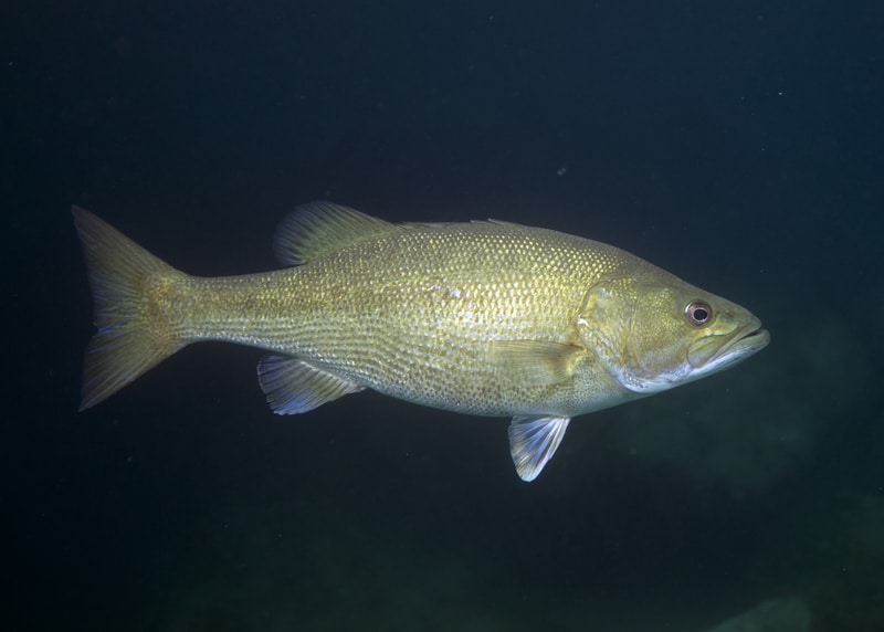 Best Features Of Striped Bass Rod And Reel Combo (9 FuncFish