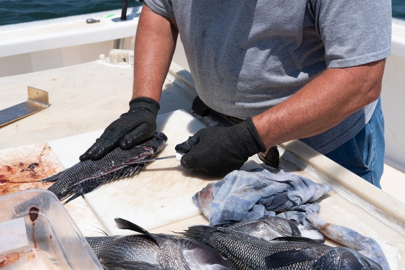 How To Clean Black Sea Bass? (5 Basic Tips) FuncFish