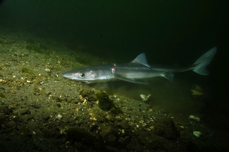 How To Cook Spiny Dogfish? (Explained) FuncFish