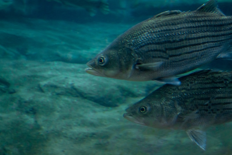 How To Hold A Striped Bass? (6 Easy Handling Steps) FuncFish