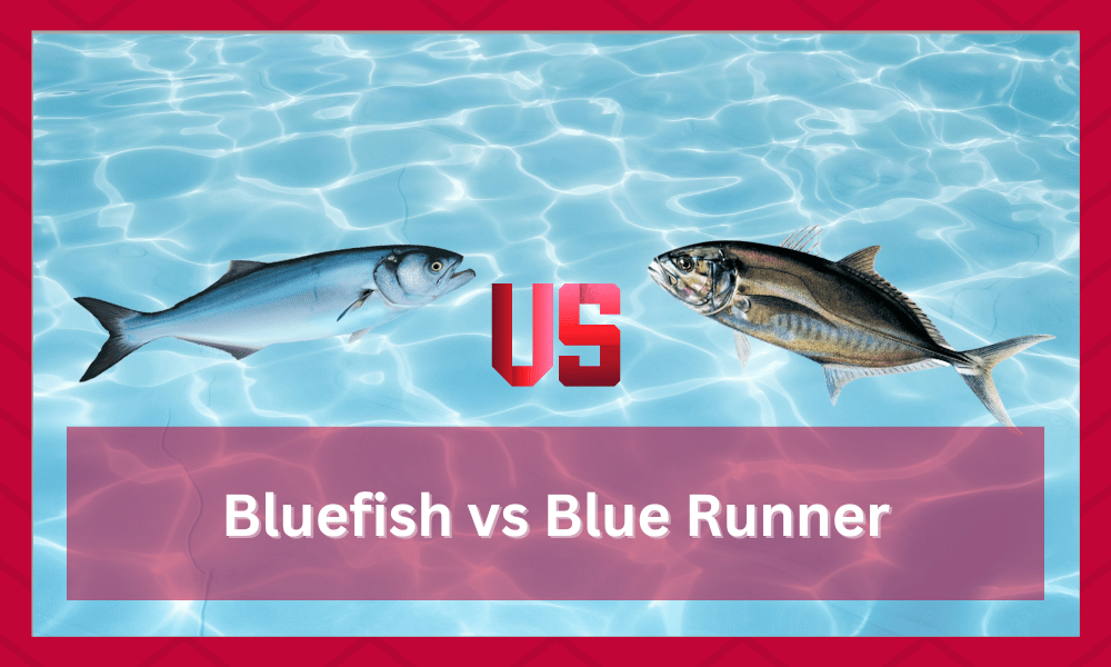 Bluefish vs Blue Runner What's The Difference? FuncFish