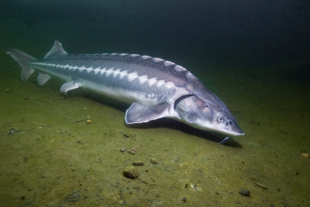 How To Fish For Sturgeon From The Bank? (Explained) FuncFish