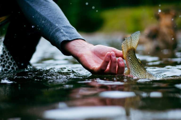 Cutthroat Trout vs Brook Trout Major Difference? FuncFish
