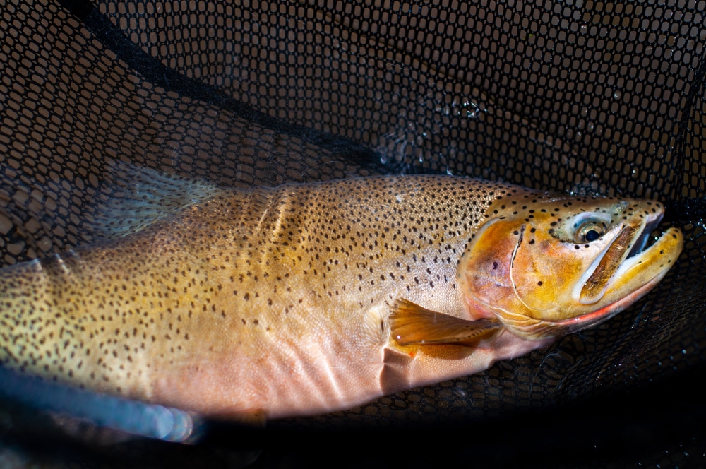 Cutthroat Trout vs Brook Trout Major Difference? FuncFish