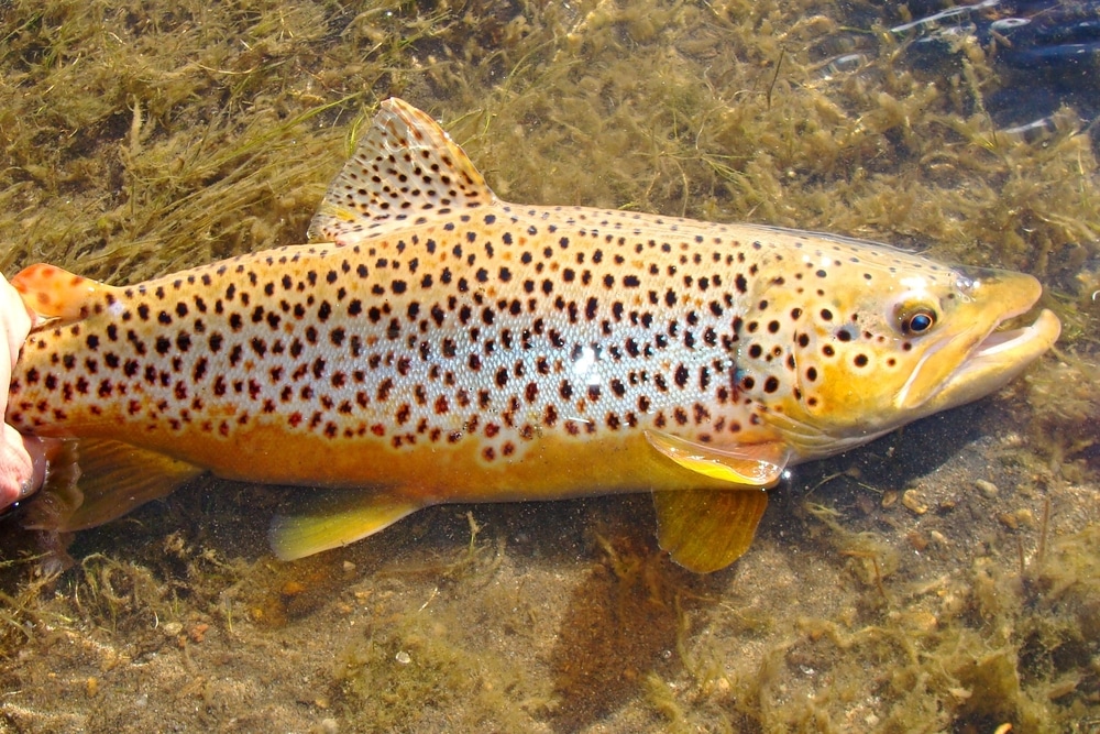Brown Trout Male vs Brown Trout Female What's The Difference? FuncFish