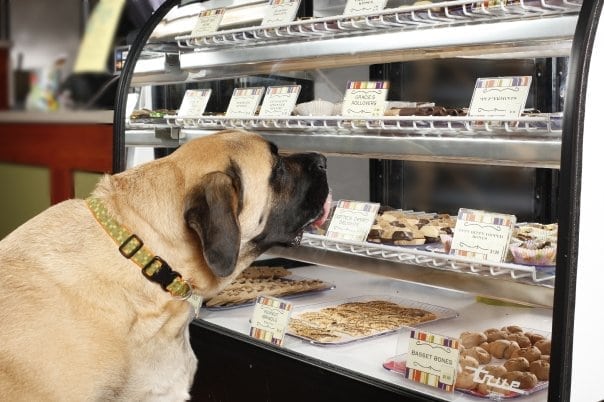 DogFriendly DFW It’s A Pooch Paradise!
