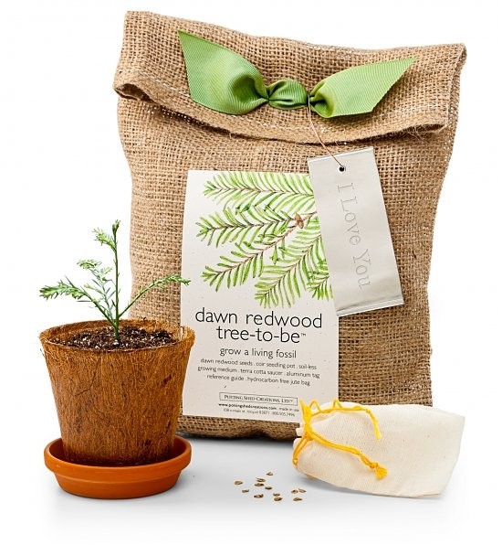 7 Easy Tree Raising Kits You Can Grow at Home Fun Crafts Kids