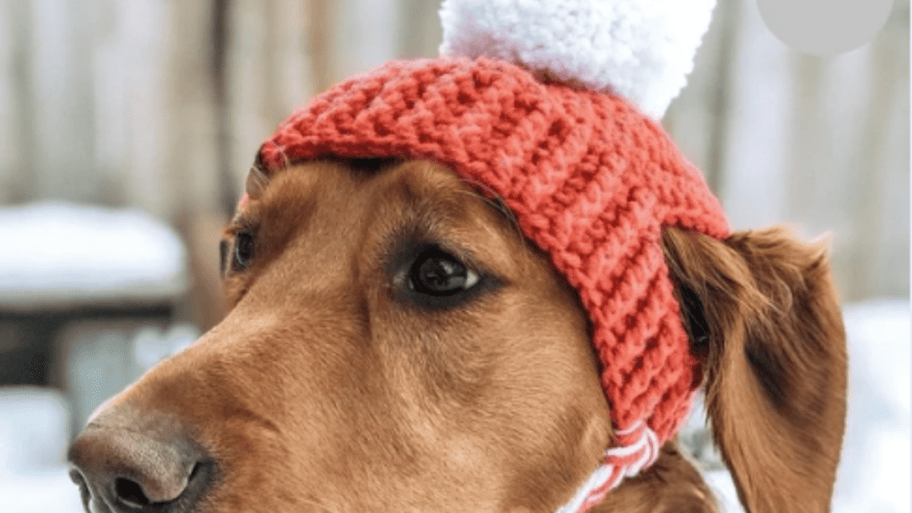 5 Crochet Hats For Dogs Patterns Easy And Cute To Make Fun Crochet