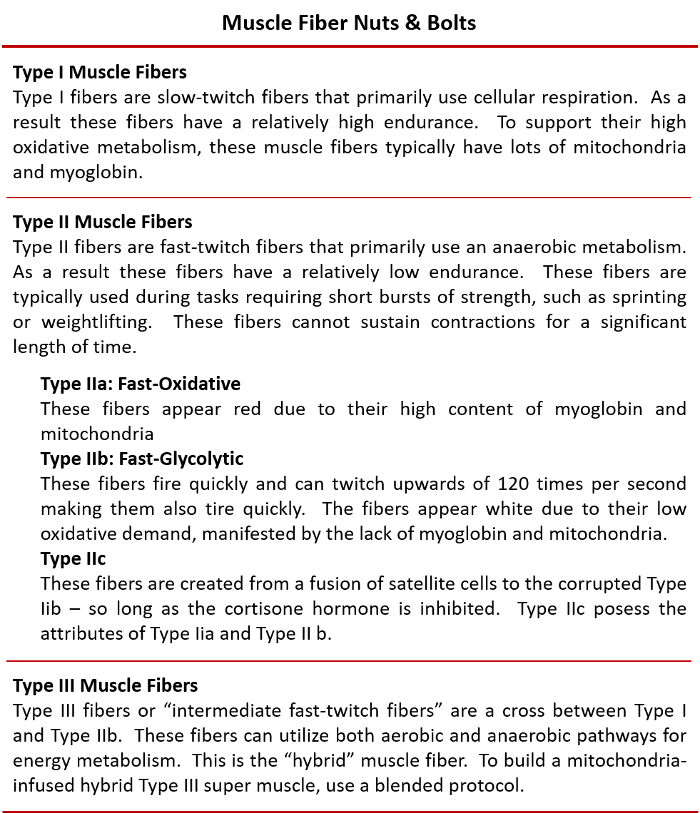 Muscle Fiber Nuts & Bolts Functional Strength