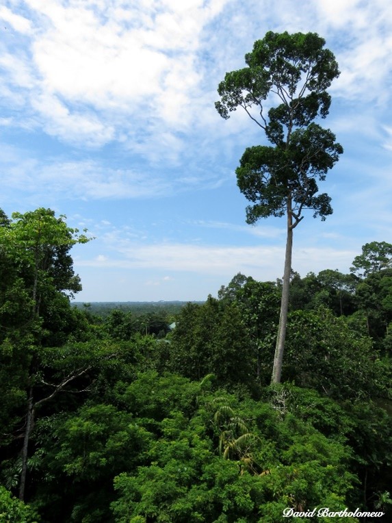 David Bartholomew Revealing the niche of the world’s tallest tropical
