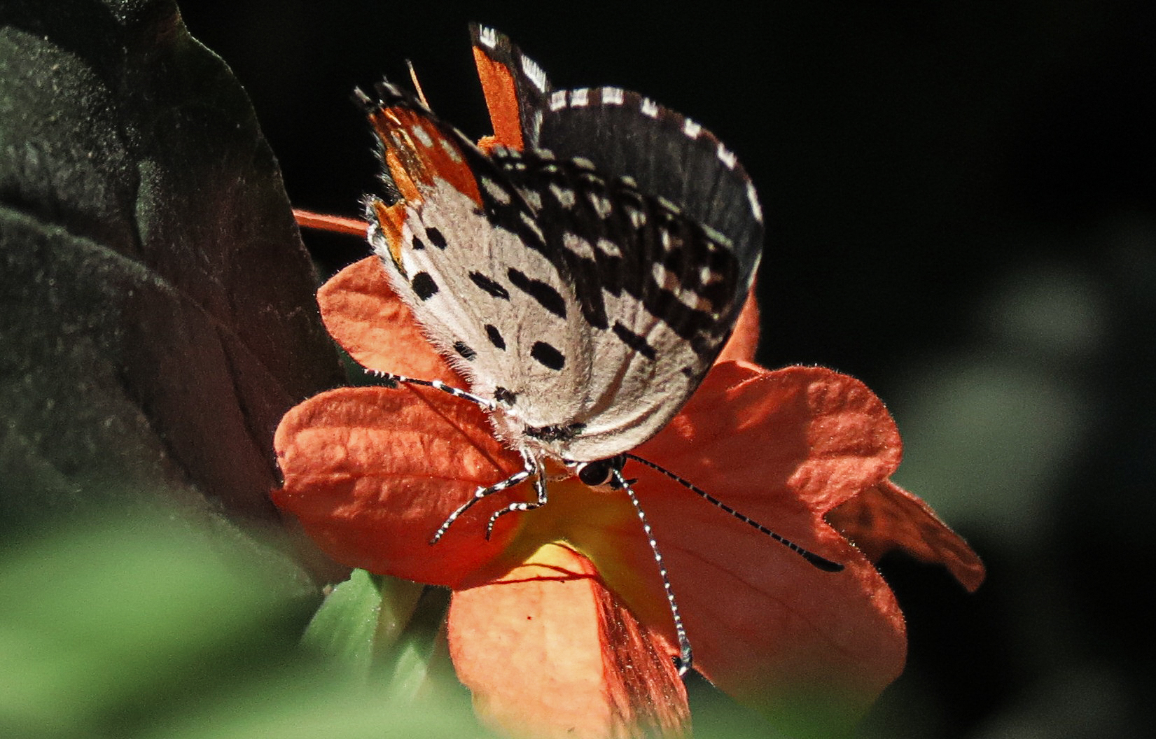 Fly, Fly Thou Pretty Butterfly Fundamatics