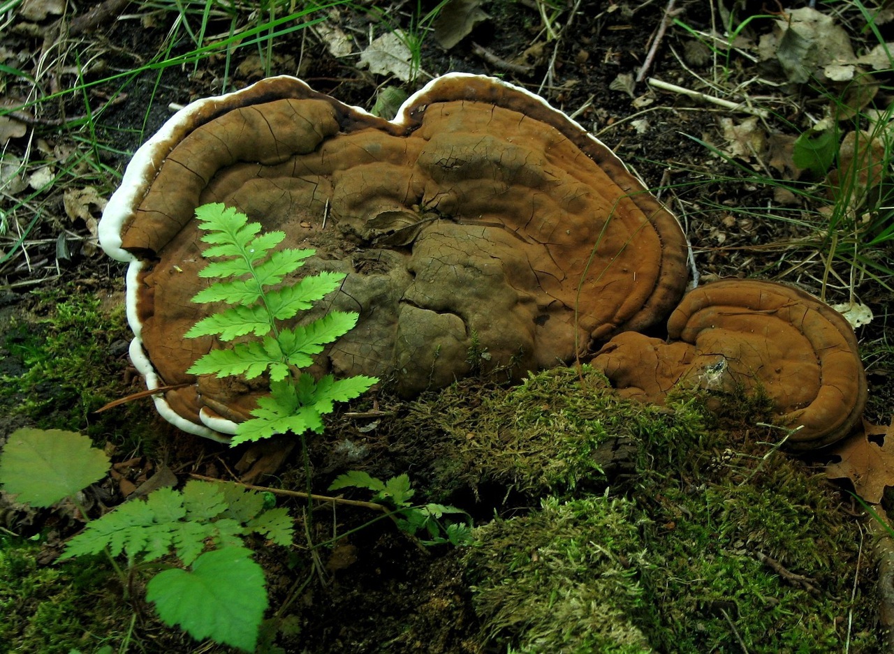 Ganoderma applanatum (Flacher Lackporling) Fundkorb