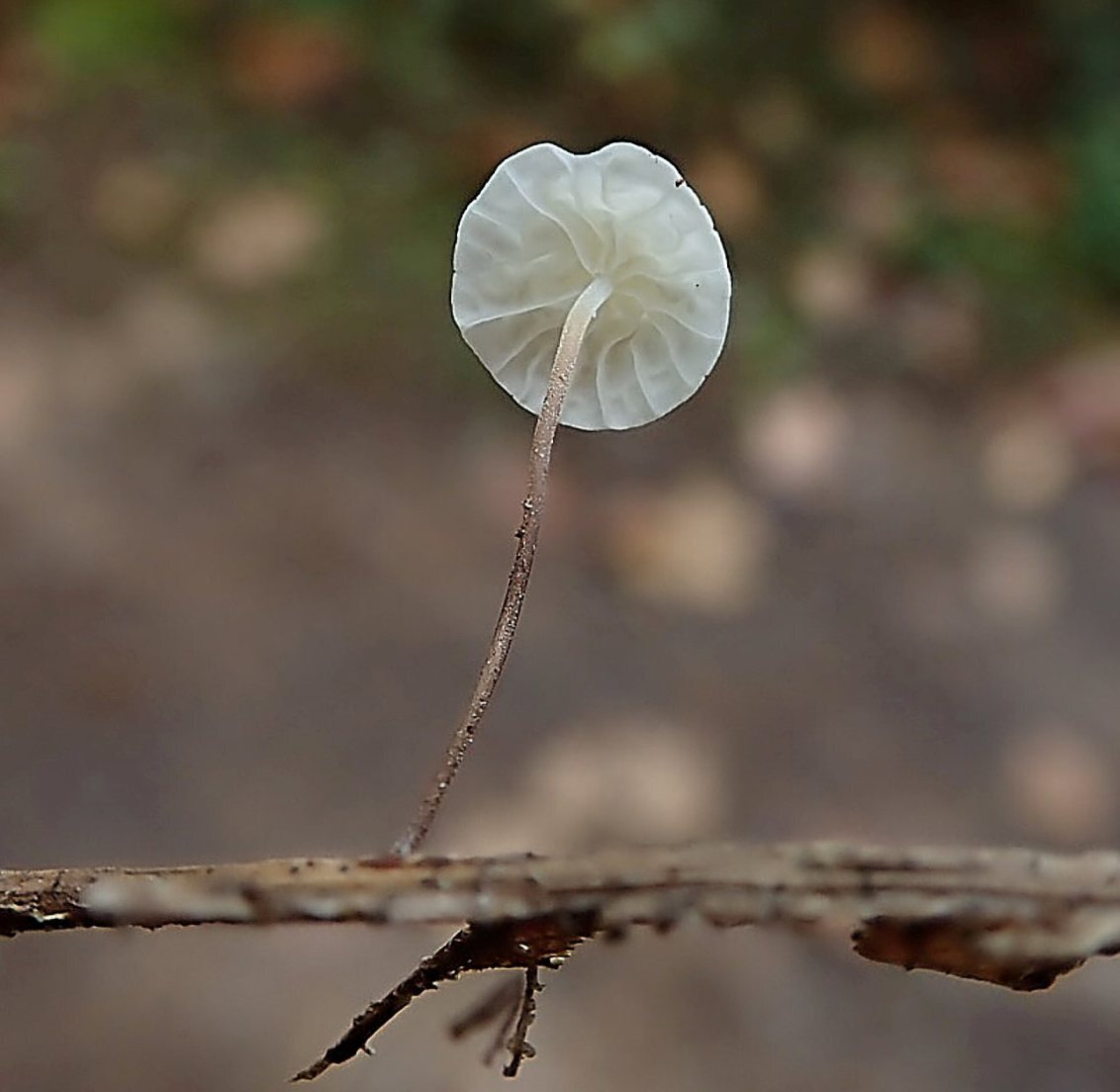 Marasmius epiphyllus (Aderblättriger Schwindling) Fundkorb