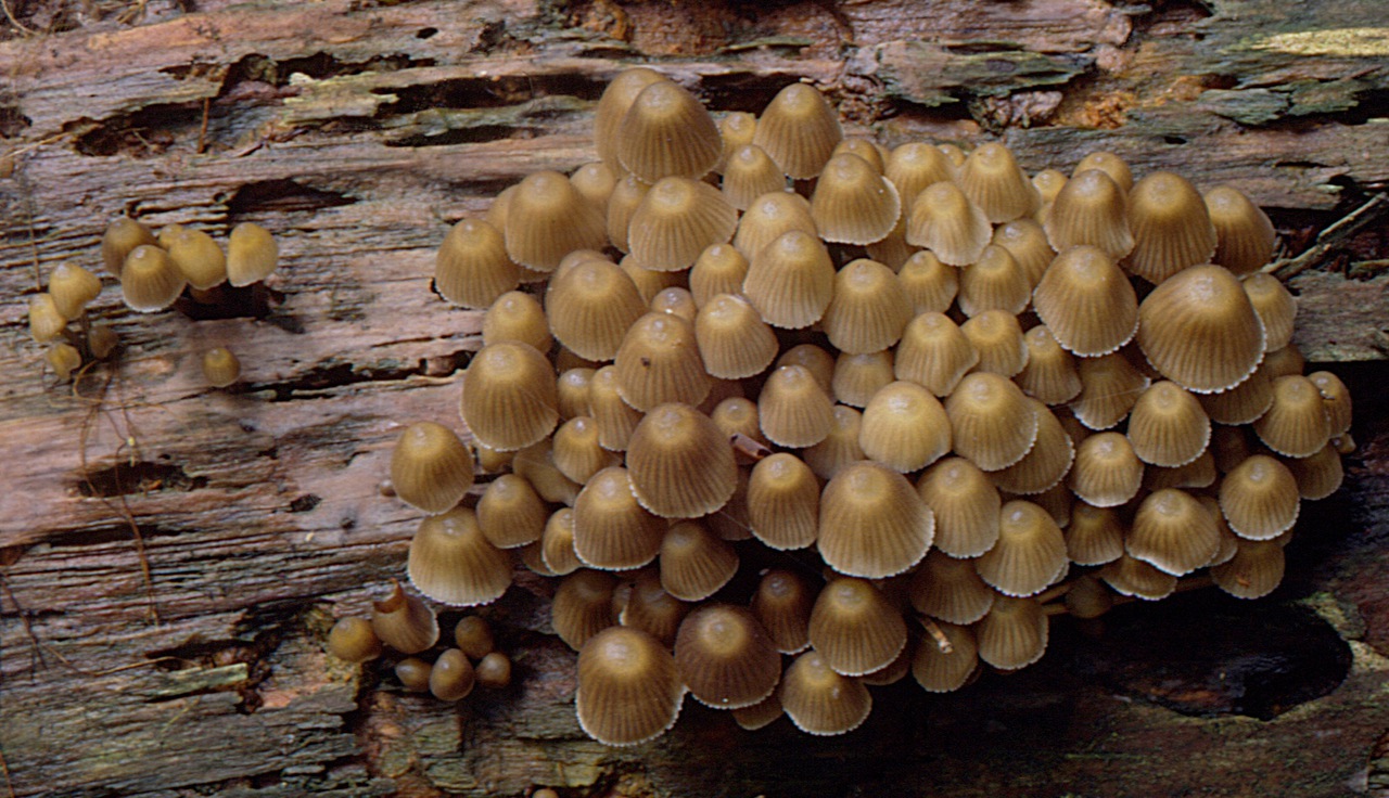 Mycena stipata (Büscheliger Nitrathelmling) Fundkorb