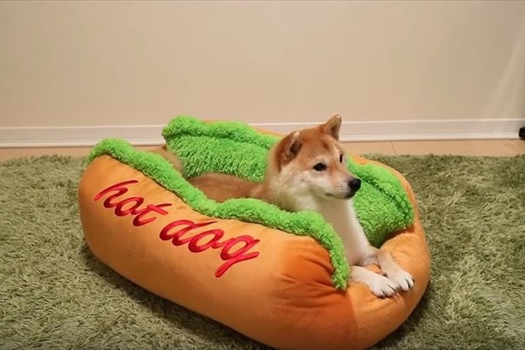 これが本当のホットドッグ!? パン型の犬用ベッドにはさまった柴犬がカワイイ♪