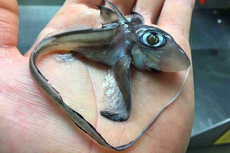 ちっちゃいエイリアンみたい！夢に出てきそうな深海魚がキモかわいい！？ FUNDO
