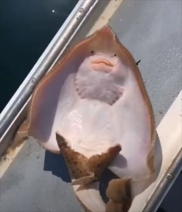 プジョー沼津 - エイの顔に見える部分はなんと…！ お腹に顔があるように見えるエイ。コチョコチョくすぐるとまるで笑っているみたい！ ｜ ガジェット通信 Getnews