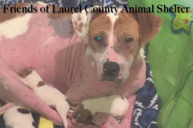 FriendsOfLaurelCountyAnimalShelter by Katherine Toms Wade GoFundMe