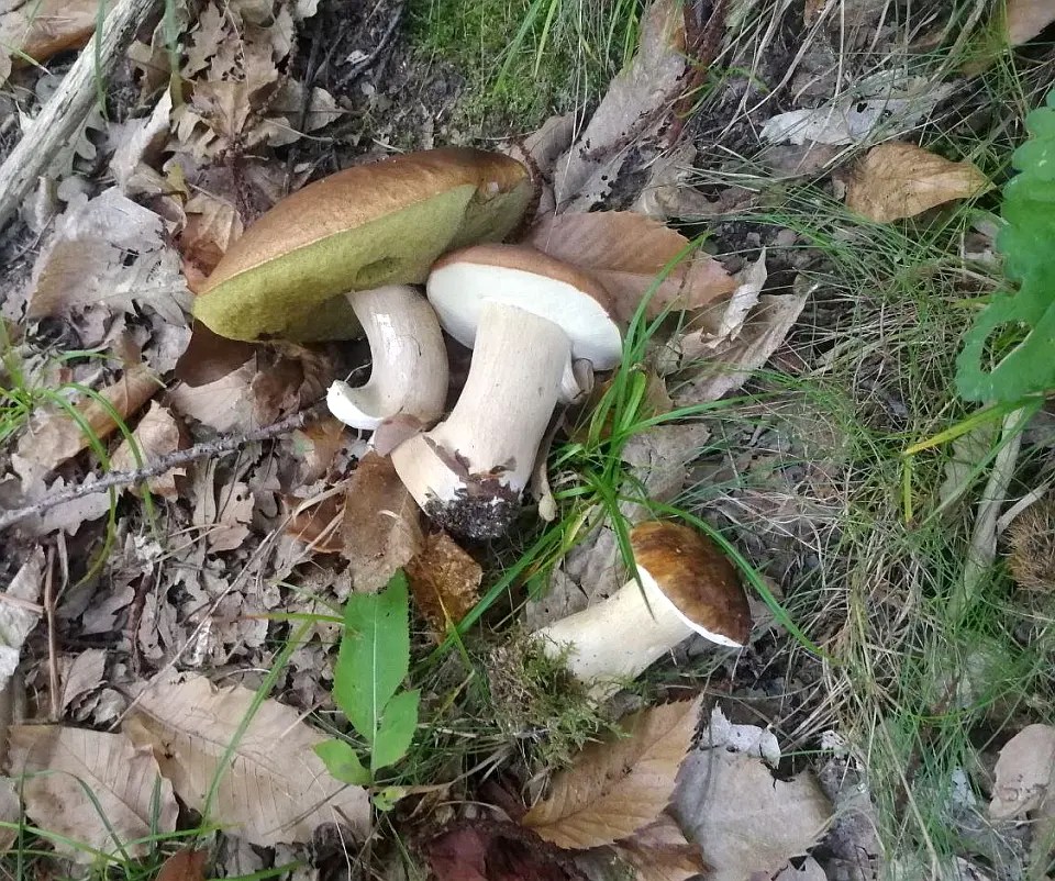 Aggiornamento meteo funghi 24092022 Funghi, Funghi, Porcini per