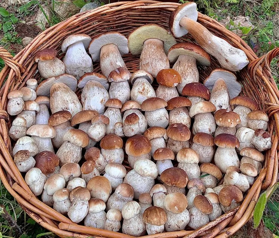 Funghi Porcini tra tempeste inaudite e caldi da deserto Aggiornamento