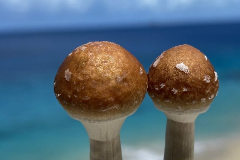 Managing Multiple Flushes