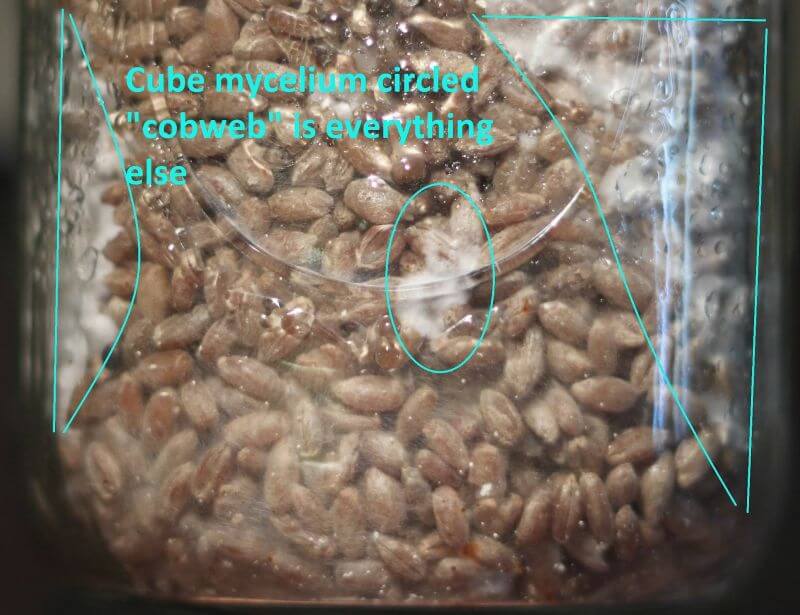 Mushroom Contamination How to Spot and What to Do Fungi Academy